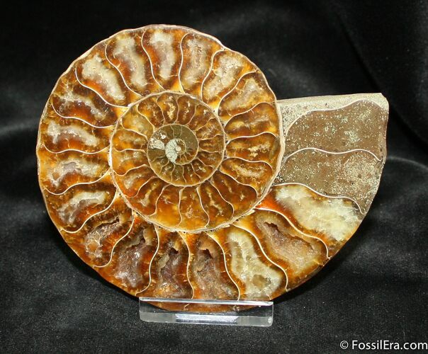 Stunningly Beautiful, Madagascar Ammonite (Half) #884